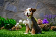 Bernedoodle-Male-Merle-Tri-Colour-One-Eye-Blue-Standart-Size-25-Months-0623-04_09