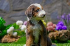 Bernedoodle-Male-Merle-Tri-Colour-One-Eye-Blue-Standart-Size-25-Months-0623-04_10