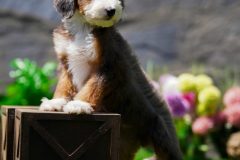 Bernedoodle-Male-Merle-Tri-Colour-One-Eye-Blue-Standart-Size-25-Months-0623-04_11