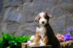 Bernedoodle-Male-Merle-Tri-Colour-One-Eye-Blue-Standart-Size-25-Months-0623-04_12