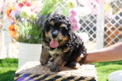 Bernedoodle-Male-Phantom-Colour-0523-1522_01