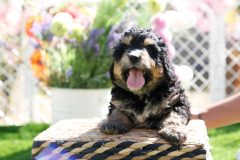 Bernedoodle-Male-Phantom-Colour-0523-1522_03