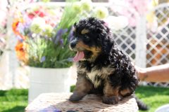 Bernedoodle-Male-Phantom-Colour-0523-1522_04