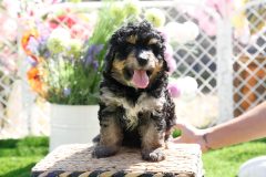 Bernedoodle-Male-Phantom-Colour-0523-1522_06