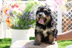 Bernedoodle-Male-Phantom-Colour-0523-1522_07