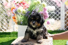 Bernedoodle-Male-Phantom-Colour-0523-1522_08