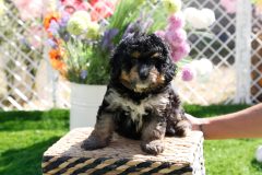Bernedoodle-Male-Phantom-Colour-0523-1522_09