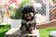 Bernedoodle-Male-Phantom-Colour-0523-1522_11