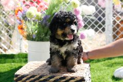 Bernedoodle-Male-Phantom-Colour-0523-1522_12