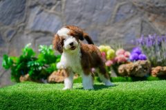 Bernedoodle-Male-Red-Tri-Colour-Standart-Size-25-Months-0623-05_01