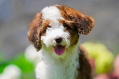 Bernedoodle-Male-Red-Tri-Colour-Standart-Size-25-Months-0623-05_02