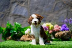 Bernedoodle-Male-Red-Tri-Colour-Standart-Size-25-Months-0623-05_03