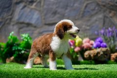 Bernedoodle-Male-Red-Tri-Colour-Standart-Size-25-Months-0623-05_04