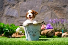 Bernedoodle-Male-Red-Tri-Colour-Standart-Size-25-Months-0623-05_05