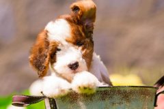 Bernedoodle-Male-Red-Tri-Colour-Standart-Size-25-Months-0623-05_06