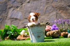 Bernedoodle-Male-Red-Tri-Colour-Standart-Size-25-Months-0623-05_07