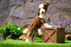 Bernedoodle-Male-Red-Tri-Colour-Standart-Size-25-Months-0623-05_08