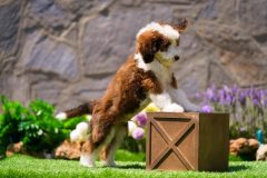 Bernedoodle-Male-Red-Tri-Colour-Standart-Size-25-Months-0623-05_09
