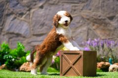 Bernedoodle-Male-Red-Tri-Colour-Standart-Size-25-Months-0623-05_10
