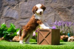 Bernedoodle-Male-Red-Tri-Colour-Standart-Size-25-Months-0623-05_11