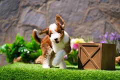 Bernedoodle-Male-Red-Tri-Colour-Standart-Size-25-Months-0623-05_12