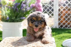 Bernedoodle-Male-Second-Merle-Tricolour-Blue-Eyes-0623-1519_01