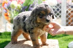 Bernedoodle-Male-Second-Merle-Tricolour-Blue-Eyes-0623-1519_03