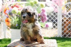 Bernedoodle-Male-Second-Merle-Tricolour-Blue-Eyes-0623-1519_04