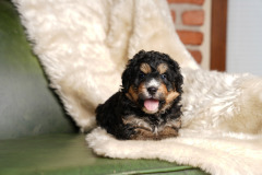 Bernedoodle-Male-Second-Phantom-White-Colour-Mask-0623-1526_01