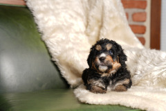 Bernedoodle-Male-Second-Phantom-White-Colour-Mask-0623-1526_02