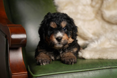 Bernedoodle-Male-Second-Phantom-White-Colour-Mask-0623-1526_03