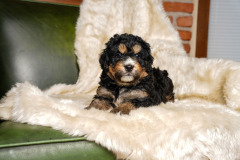Bernedoodle-Male-Second-Phantom-White-Colour-Mask-0623-1526_04