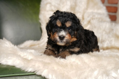 Bernedoodle-Male-Second-Phantom-White-Colour-Mask-0623-1526_05