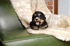 Bernedoodle-Male-Second-Phantom-White-Colour-Mask-0623-1526_06