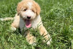 bruno-labradoodle-male-standard-size-3-months-apricot-white-particolour-vaccinated-potty-crate-trained-2