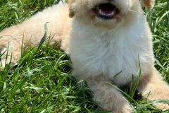 bruno-labradoodle-male-standard-size-3-months-apricot-white-particolour-vaccinated-potty-crate-trained-4