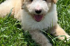 bruno-labradoodle-male-standard-size-3-months-apricot-white-particolour-vaccinated-potty-crate-trained-5