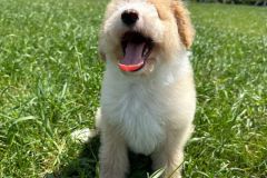 bruno-labradoodle-male-standard-size-3-months-apricot-white-particolour-vaccinated-potty-crate-trained-6