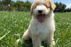 bruno-labradoodle-male-standard-size-3-months-apricot-white-particolour-vaccinated-potty-crate-trained-7