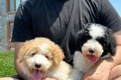 bruno-labradoodle-male-standard-size-3-months-apricot-white-particolour-vaccinated-potty-crate-trained-8