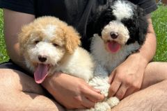 bruno-labradoodle-male-standard-size-3-months-apricot-white-particolour-vaccinated-potty-crate-trained-9