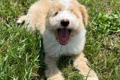 bruno-labradoodle-male-standard-size-3-months-apricot-white-particolour-vaccinated-potty-crate-trained