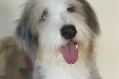 casper-bernedoodle-male-standard-size-10-months-blue-merle-white-one-blue-eye-fully-vaccinated-fully-trained-10