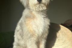 casper-bernedoodle-male-standard-size-10-months-blue-merle-white-one-blue-eye-fully-vaccinated-fully-trained-11