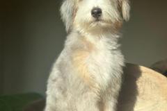 casper-bernedoodle-male-standard-size-10-months-blue-merle-white-one-blue-eye-fully-vaccinated-fully-trained-12