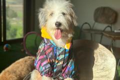 casper-bernedoodle-male-standard-size-10-months-blue-merle-white-one-blue-eye-fully-vaccinated-fully-trained-2