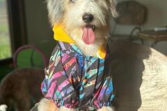 casper-bernedoodle-male-standard-size-10-months-blue-merle-white-one-blue-eye-fully-vaccinated-fully-trained-3