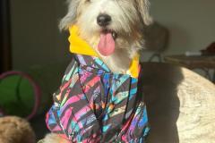 casper-bernedoodle-male-standard-size-10-months-blue-merle-white-one-blue-eye-fully-vaccinated-fully-trained-4