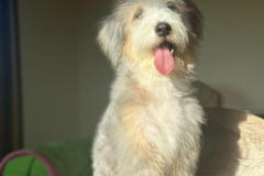 casper-bernedoodle-male-standard-size-10-months-blue-merle-white-one-blue-eye-fully-vaccinated-fully-trained-5
