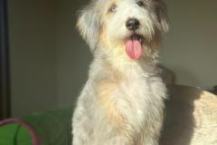 casper-bernedoodle-male-standard-size-10-months-blue-merle-white-one-blue-eye-fully-vaccinated-fully-trained-6